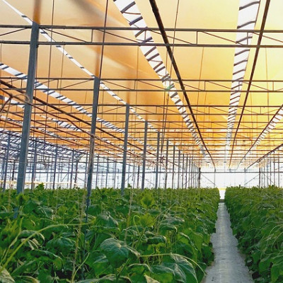 UbiQD Rolls Out New Greenhouse Product, Eyes Bigger New Mexico Manufacturing Facility