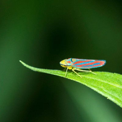 Backyard Insect Inspires large-scale Invisibility Particles Production