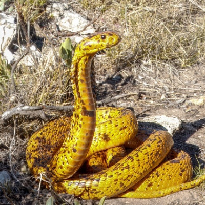 New Antivenom Shows Effectiveness Against 17 African Snake Species