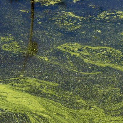 Color-changing Indicator Predicts Algal Blooms