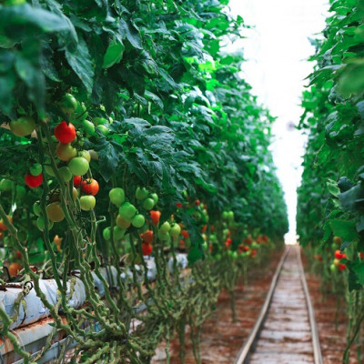 Iran Equips 2nd Biggest Hydroponic Greenhouse with Nanobubble System