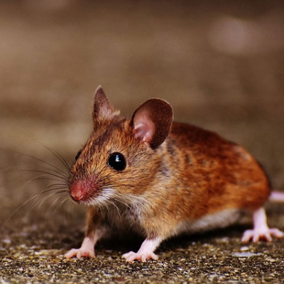 Successful Promotion! Mice Can See at Night by Injecting Nanoparticles