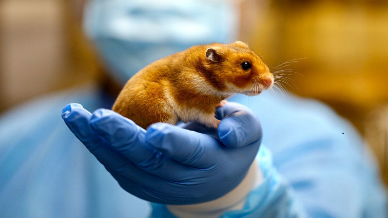 Inhaled Nanobodies Effective Against COVID-19 in Hamsters