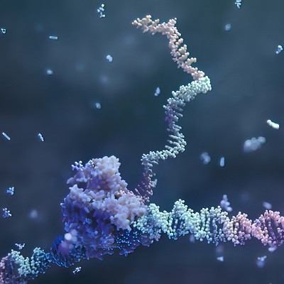 ‘In vivo’ RNA-based Gene Editing Model for Blood Disorders Developed