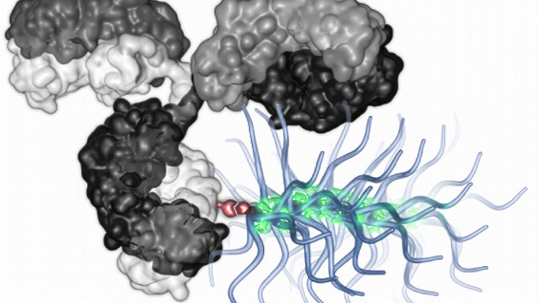 “Bottlebrush” Particles Deliver Big Chemotherapy Payloads Directly to Cancer Cells