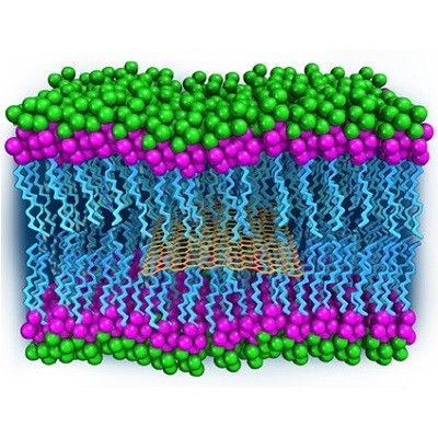 Insights into‎ Graphene Oxide Diffusion Mechanism along Cell Membranes