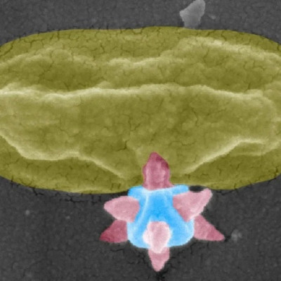 Nobel Prize-awarded Material That Puncture and Kill Bacteria