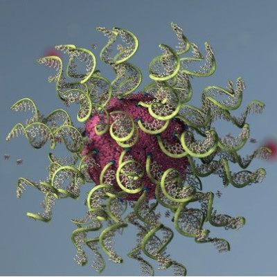 Structure Dictates Effectiveness, Safety in Nanomedicine