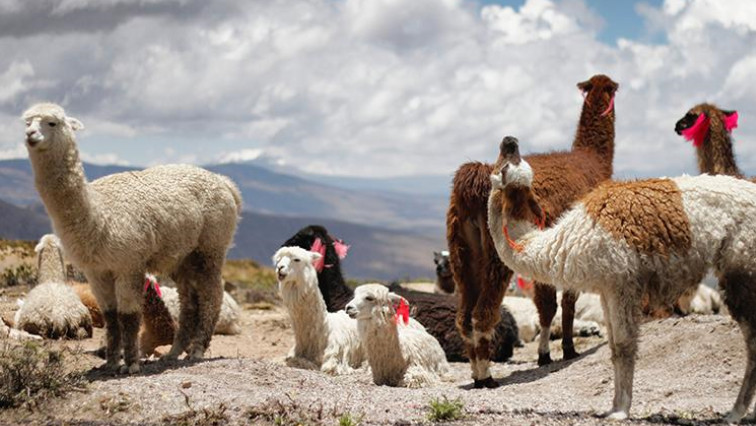 Llama ‘Nanobodies’ Could Hold Key to Preventing Deadly Post-transplant Infection