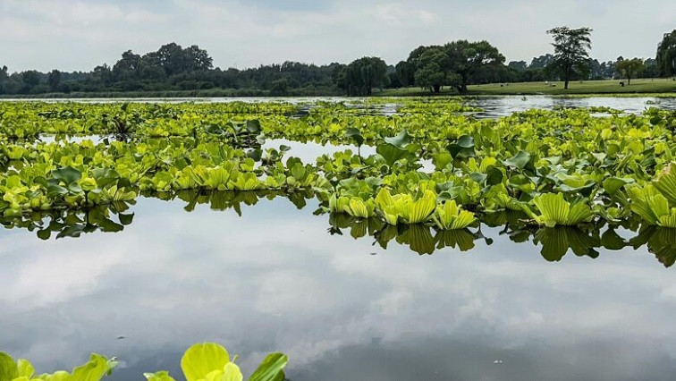 Can Nano-bubbles Beat the Water Lettuce on Vaal River?