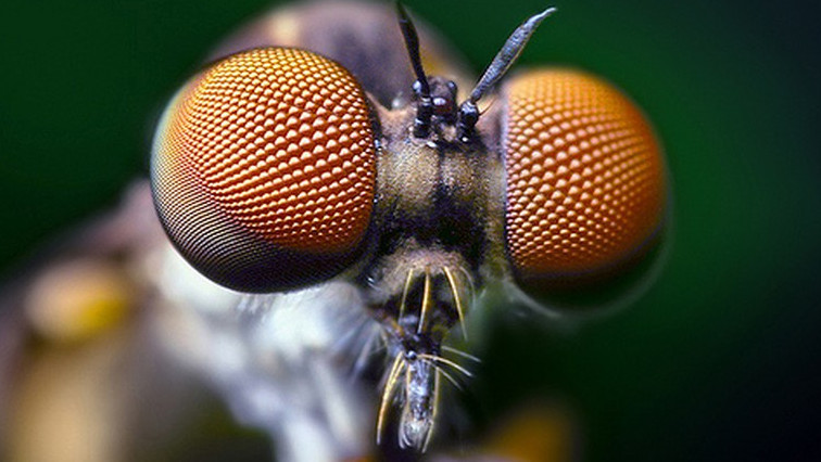 Anti-Reflective Coating Inspired By Fly Eyes