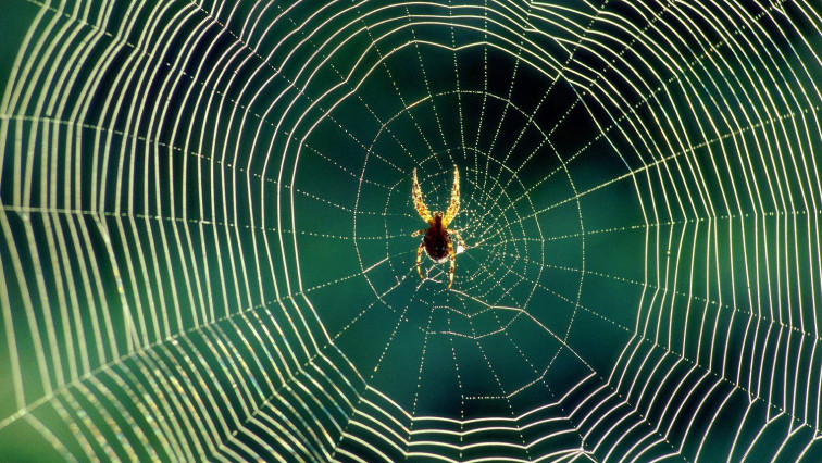 TU Delft Creates One of the World’s Most Precise Microchip Sensors – Thanks to a Spiderweb