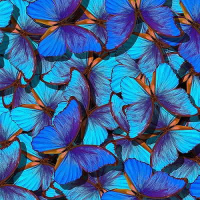 Butterflies Inspired Researchers to Bring Nature Right into Your TV Room