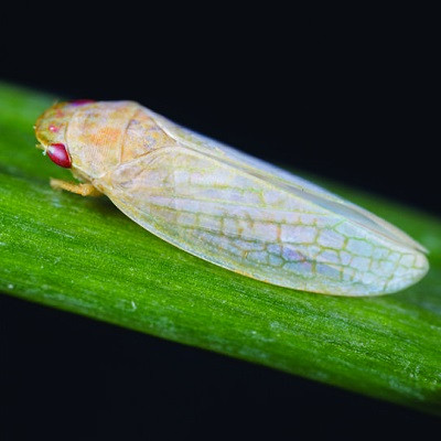 Backyard Insect Inspires Invisibility Devices, Next Gen Tech
