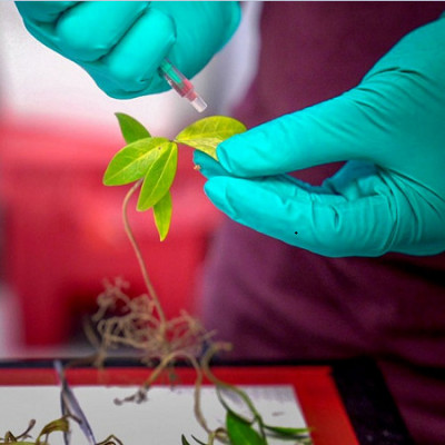 Nanoscale Sensors Measure Elusive Water Levels in Leaves