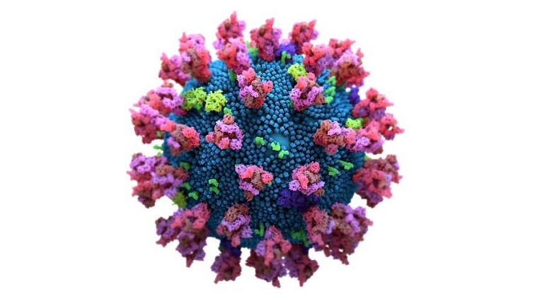 Llama-Derived Nanobodies Show Neutralizing Activity Against SARS-CoV-2 Variants of Concern in Vitro