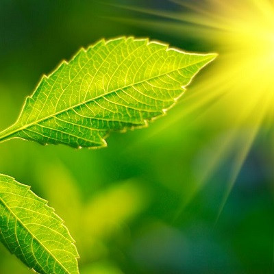 Converting Solar Energy to Hydrogen Fuel, with Help from Photosynthesis