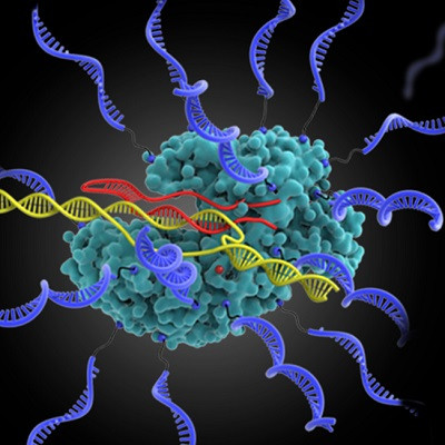 Discovery Broadens Scope of Use of CRISPR Gene Editing