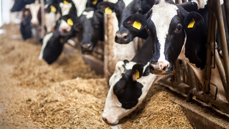 Scientists Distill Cow’s Milk into Nano-capsules for Drug Delivery