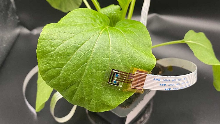 Plant Sensors Could Act as an Early Warning System for Farmers