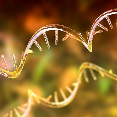 Rutgers–Newark Scientists Use RNA Nanotechnology to Program Living Cells, Opening New Path for Cancer Cure