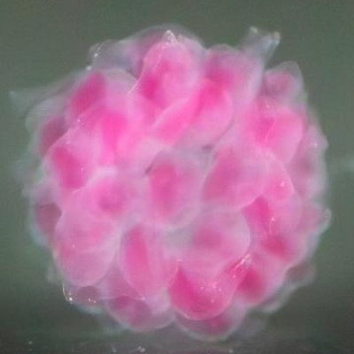 This UVA Researcher’s Tiny Building Blocks Could Help Assemble a Healthier Future