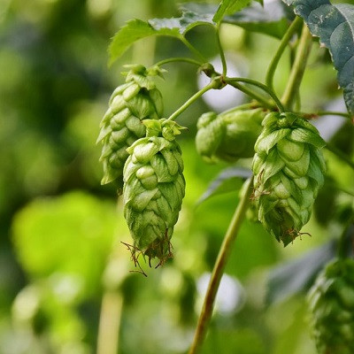 Waste Hop Stem in the Beer Industry Upcycled into Cellulose Nanofibers