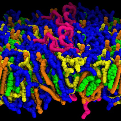 How fat Droplets Carrying Vaccines Release Their Cargo