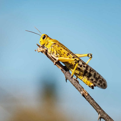 Locusts’ Sense of Smell Boosted with Custom-made Nanoparticles