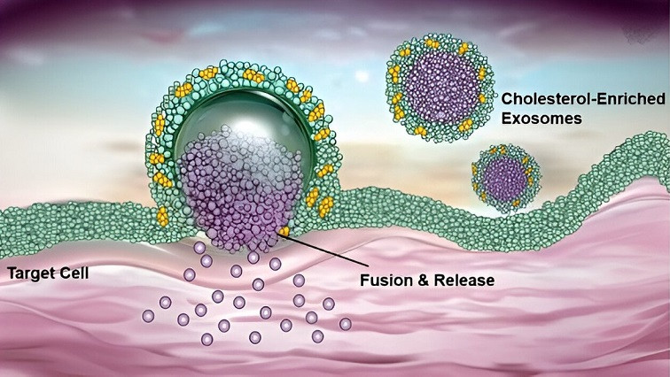 Using Cholesterol-enriched Exosomes to Realize Direct Cytosolic Delivery of siRNA via Cell Membrane Fusion