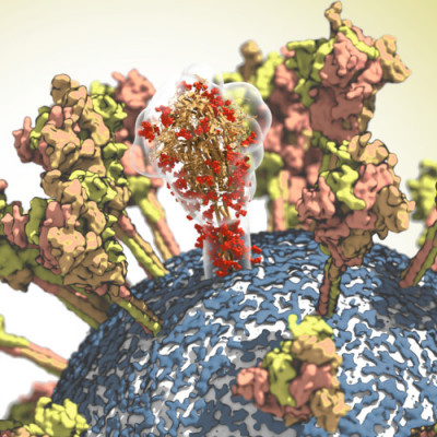 Turning a Coronavirus Protein into a Nanoparticle Could be Key for COVID-19 Vaccine