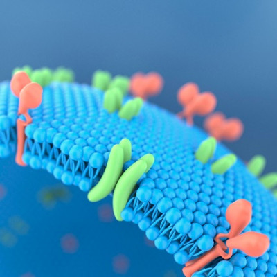 Using Molecular ‘Cookie Cutters’ to View Membrane Protein Organization