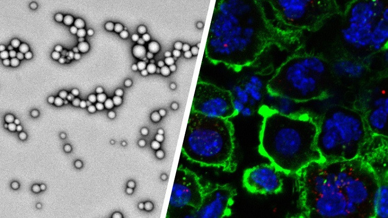 Purdue Researchers Create Biocompatible Nanoparticles to Enhance Systemic Delivery of Cancer Immunotherapy