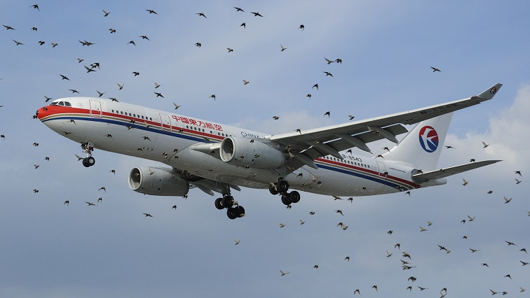 Nanotechnology to Prevent Bird Strikes