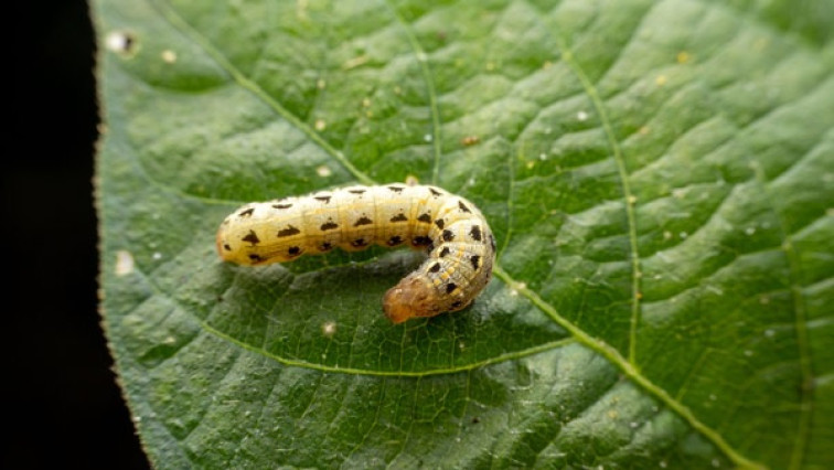 Could Caterpillar Guts Help to Manufacture Nanomaterials?