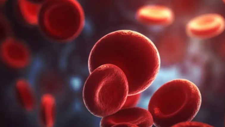 Red Blood Cell Particles Reduce Fat Deposition in Arteries, Potentially Treating Atherosclerosis