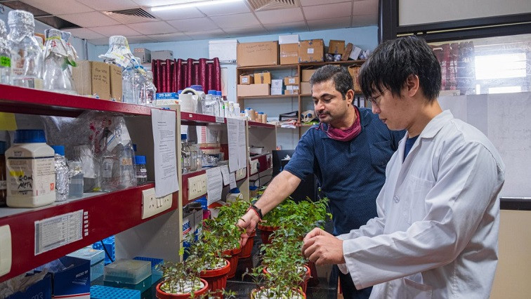 UoH-ARCI Team Develops Nano-DAP Fertilizer with Enhanced Agronomic Use Efficiency