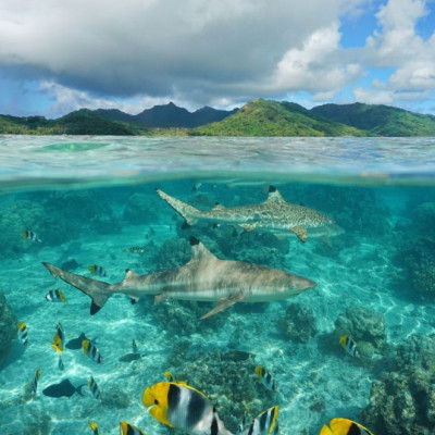 Harmful Environmental Impact of Microplastics Adsorbing Zinc Oxide from Sunscreens and Microbeads from Cleansers Indicated