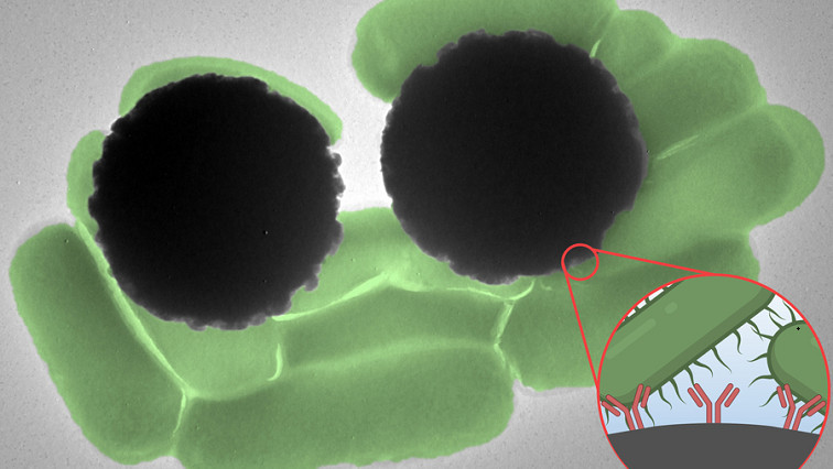 Tiny Magnetic Beads Produce an Optical Signal That Could Be Used to Quickly Detect Pathogens