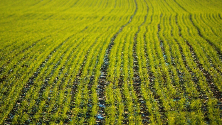 Nanotechnology Can Improve Crop Yields and Fertiliser Use
