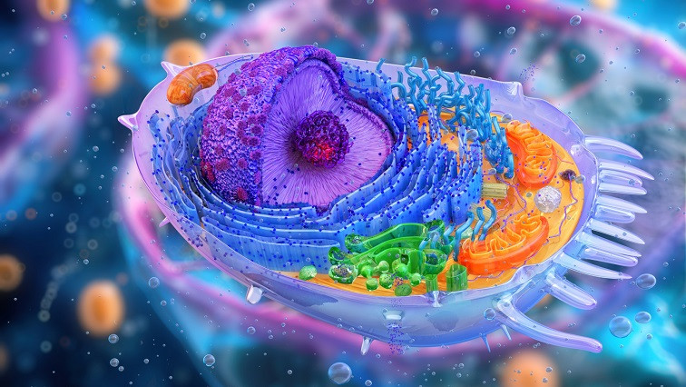 New Nanotube Membrane Platform Allows Precise Cytoplasmic Exchange without Damaging Cells