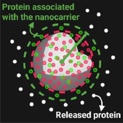A New Way to Observe the Release of Proteins Encapsulated in Nanoparticles