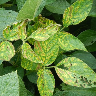 Nanoscale Nutrients Can Protect Plants from Fungal Diseases