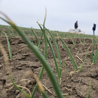 Japanese Nanobubbles in Odessa Region: Farm Installs Equipment