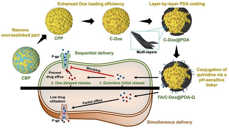 Nanoparticles Overcome Drug-Resistant Cancer via Sequential Drug Release and Photothermal Therapy