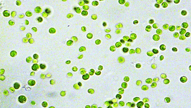 Can Living Microalgae Help Fight Climate Change? Hint: Nano-electricity!