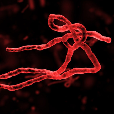 Trojan Horses and Tunneling Nanotubes: Ebola Virus Research at Texas Biomed Gets NIH Funding Boost