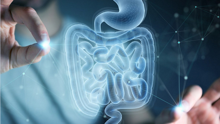 Living Sensors Probe Mysteries of the Gut