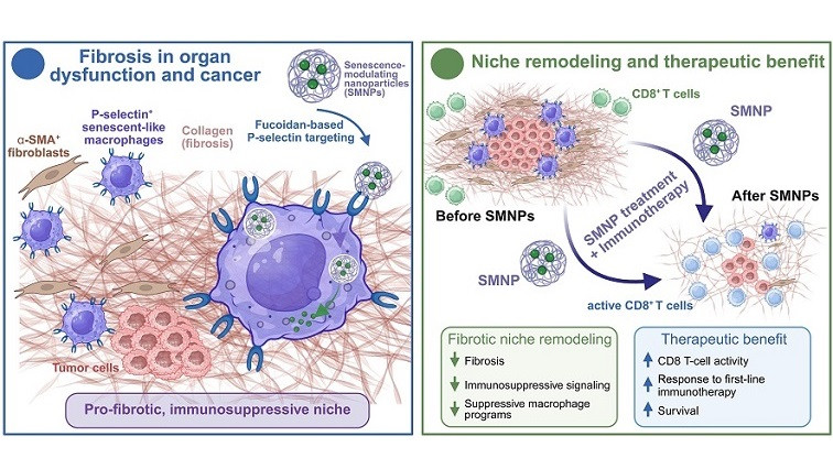 Targeted Nanoparticles Reduce Tumor Scarring and Enable Immunotherapy Response in Mice