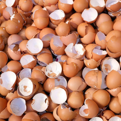 Researchers Study Eggshells in Anticorrosive Steel Coatings